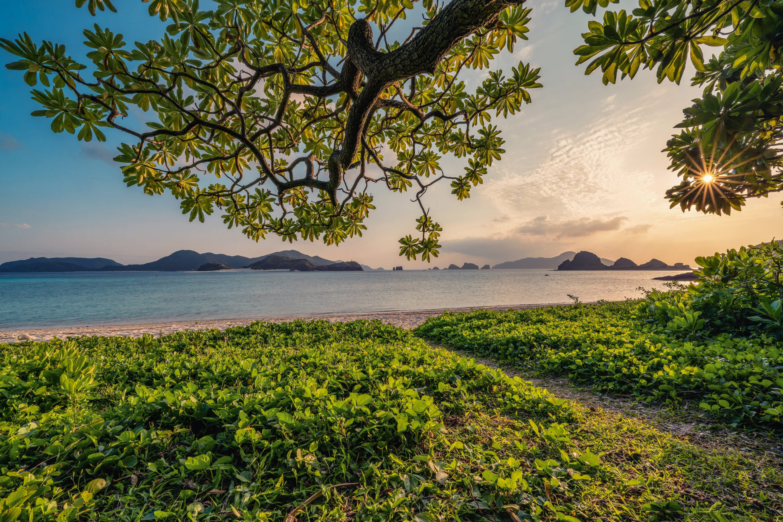 Baum mit grünen Blättern am Meeresufer im Sonnenuntergang, Inseln im Hintergrund, Himmel mit leichten Wolken